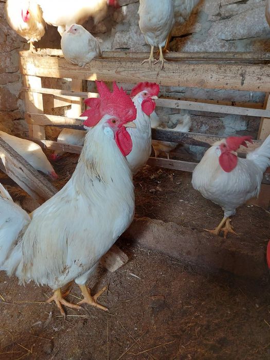 Продавам петли бял легхорн