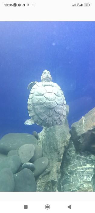 Qizilquloq toshbaqasi