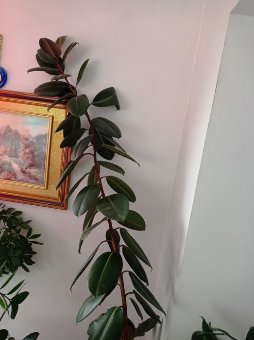 СРОЧНО ПРОДАМ дерево фикус 20000