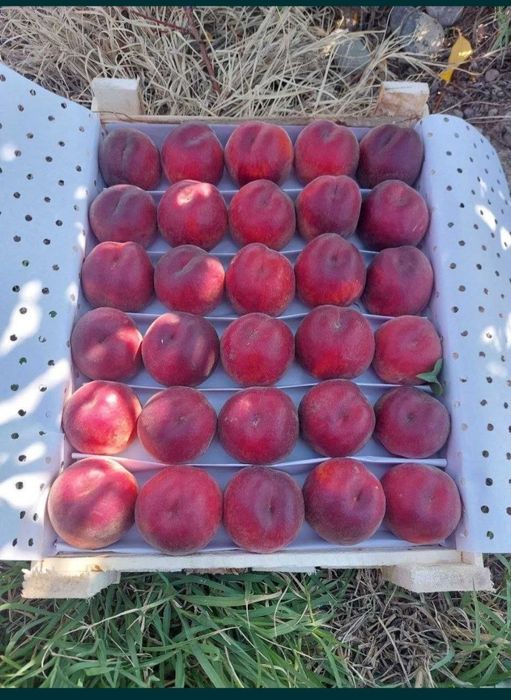 Шафтол кучатлар бор 100 ишонжли