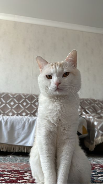 Мальчик, бесплатно