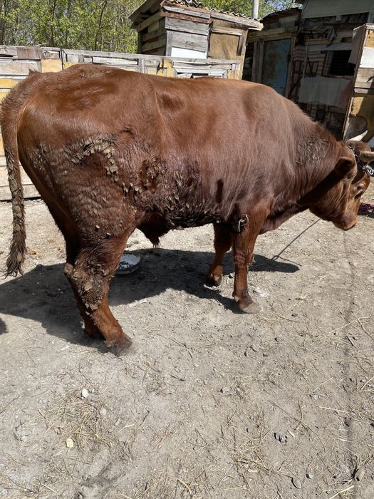 Продам двух бычков и телочку