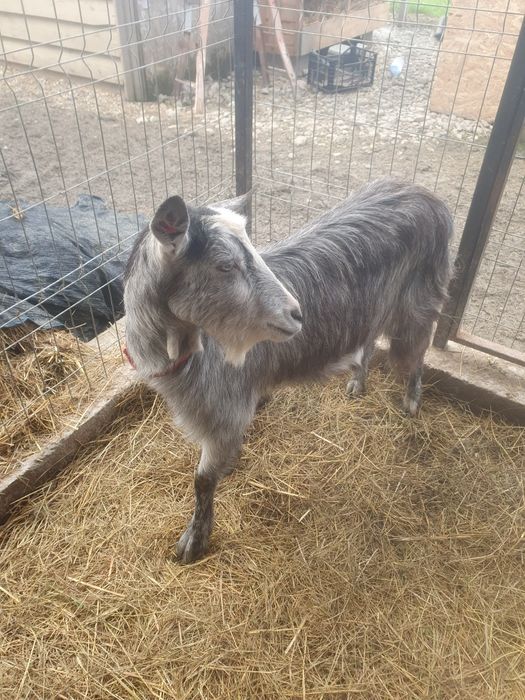 Capra la prima fătare