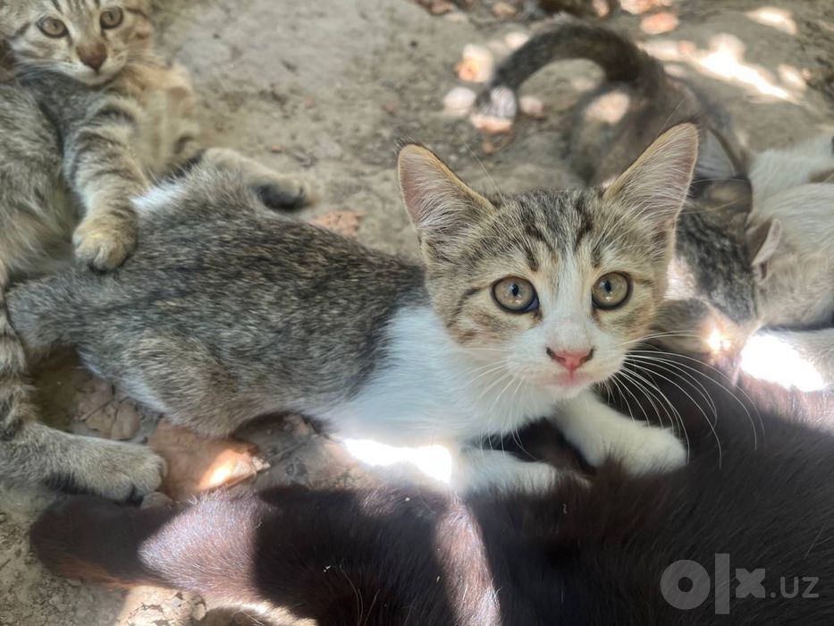 Котята          .