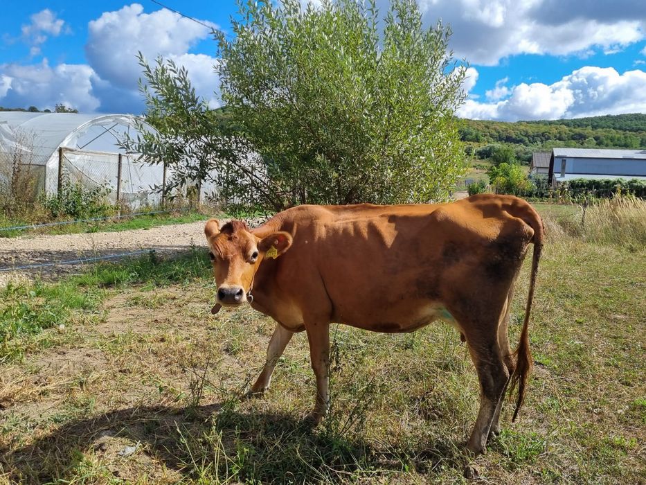 Vând vaca jersey la prima fatare