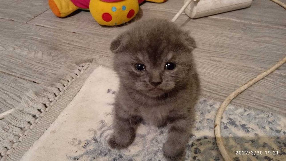 котята вислоухие