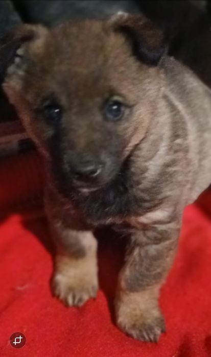 Щенок мальчик в поиске дома