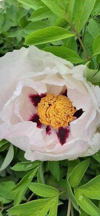 Садовые цветы, многолетки