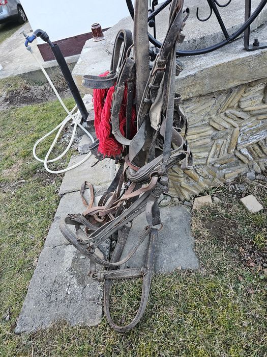 Ham , căpăstru si hățuri