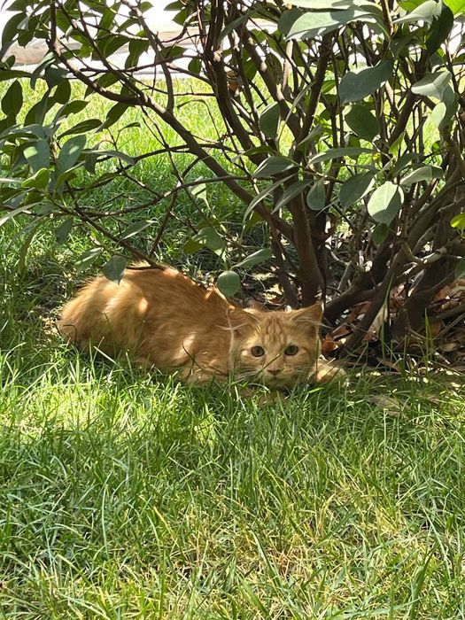Отдадим в хорошие руки (яхши куллага топширамиз)