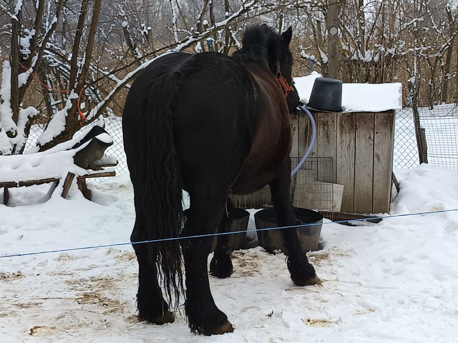 Vând două iepe frumoase