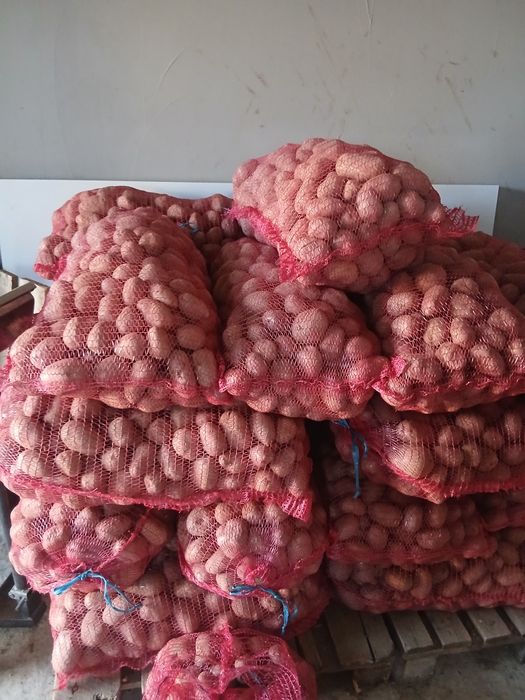 Cartofi roșii de samanta și consum Bela rosa