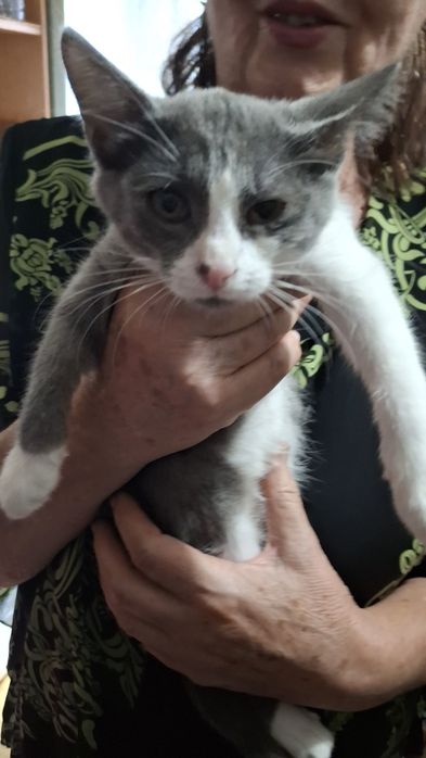 Котята бесплатно