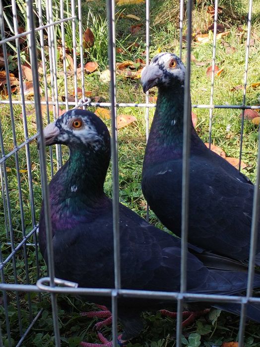 Porumbei voiajori stil vechi de vanzare