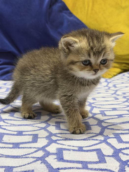 Шотланский Скоттиш Страйт!