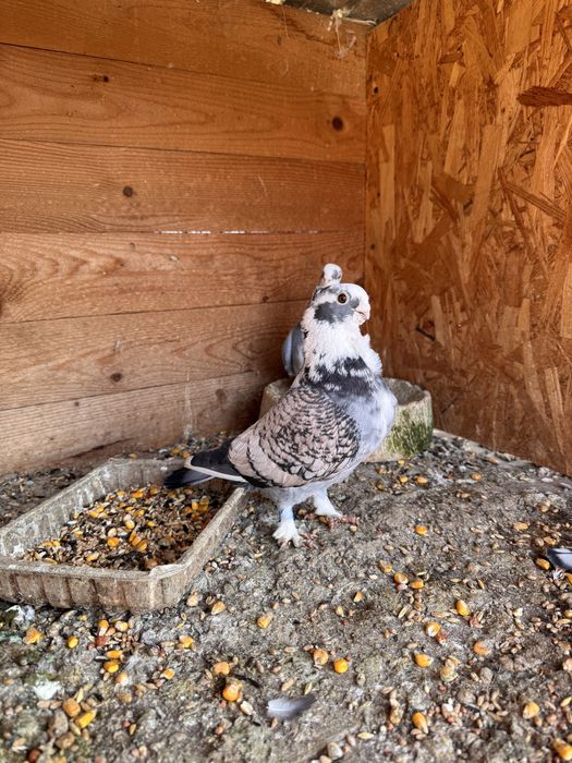 Pereche porumbei misirli