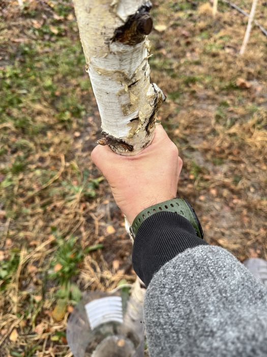 Oq qayin Sosna Magnolia Береза Сосна Магнолия