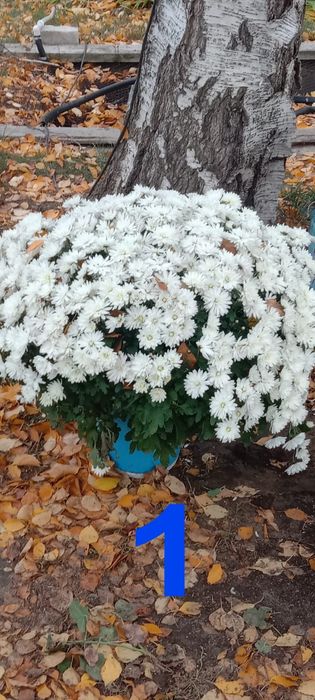 Продам черенки мультифлора и хризантемы