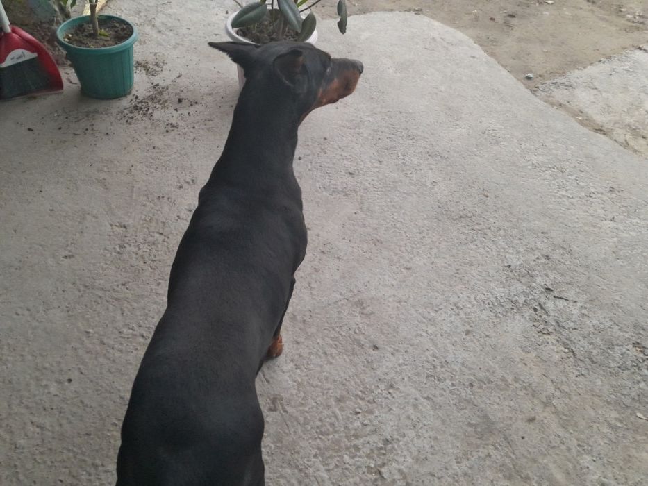 Доберман самка продается