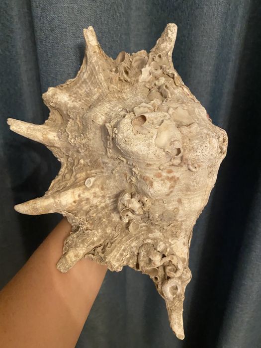 Scoica naturala, mare oceanul Indian