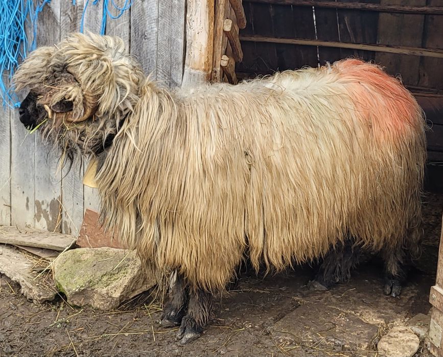 Vând berbec tânăr!