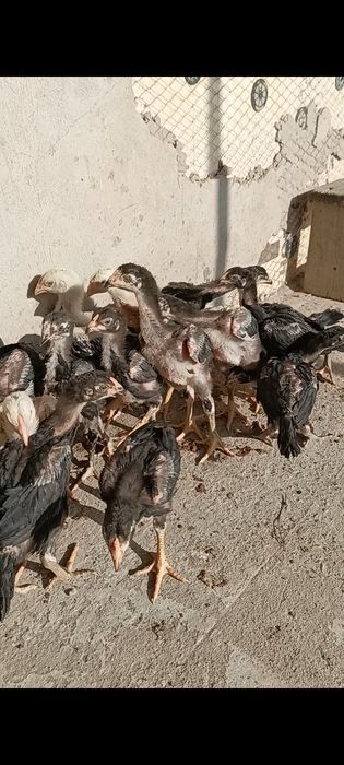 Дакан бойцовые цеплята