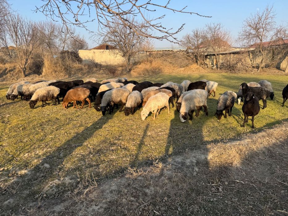 Bug’oz quy sotiladi