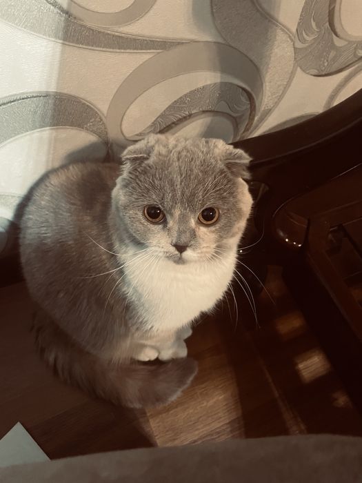 skotish fold sotiladi