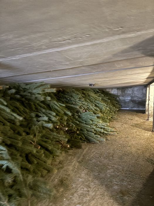 Елки оптом в петропавловске