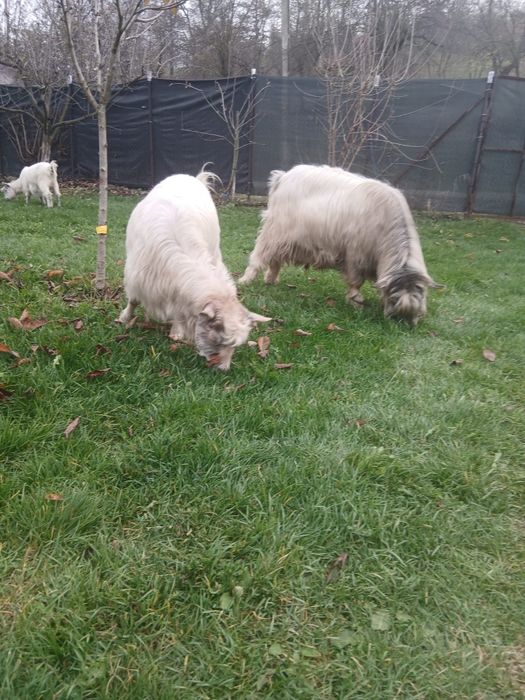 Vând ieduță din capră bună de lapte sau schimb cu grăsun