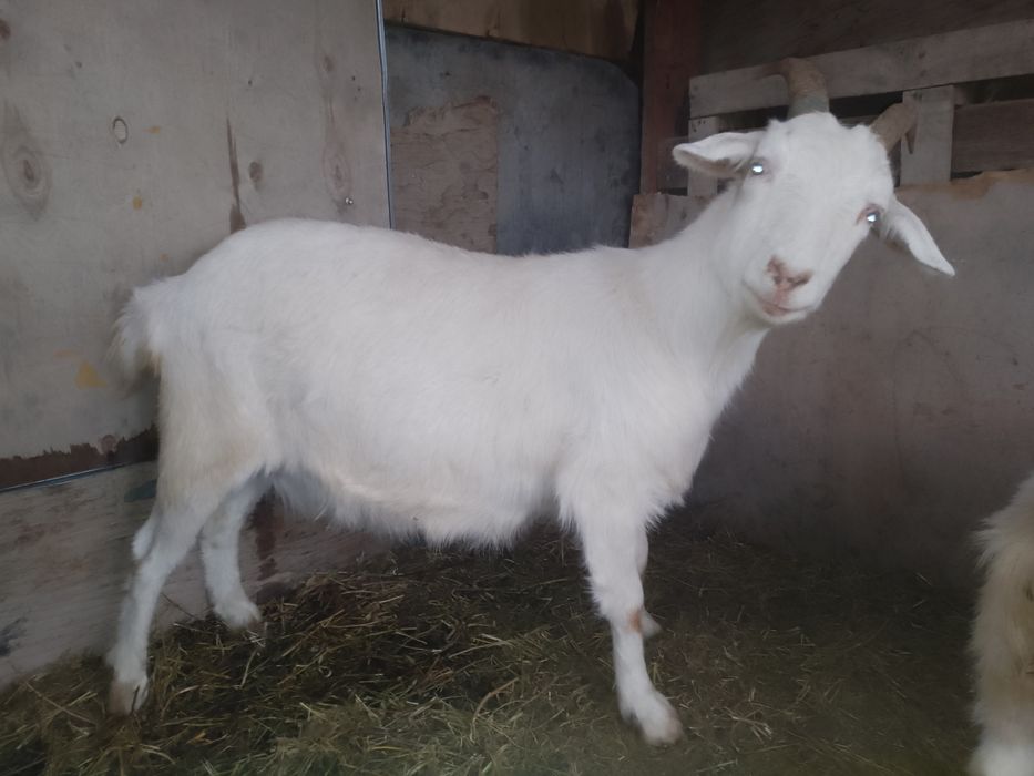 Продам козла и козу