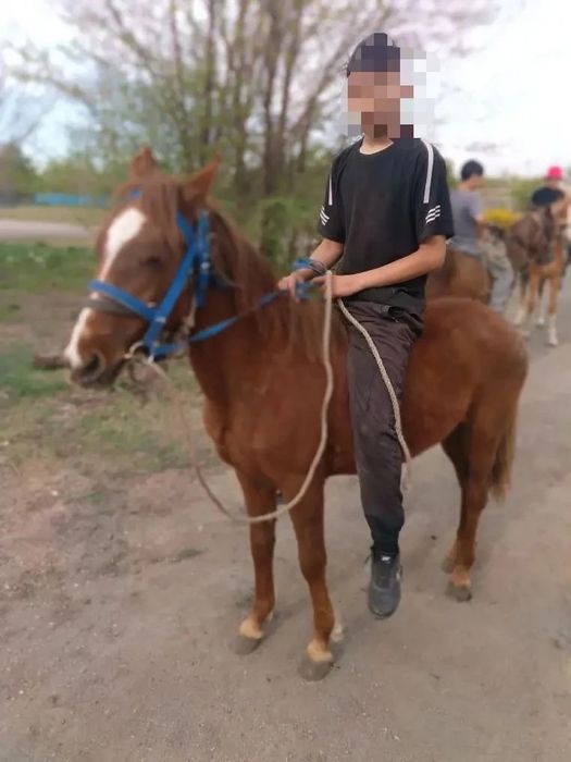 Продам лошадь (кобыла)