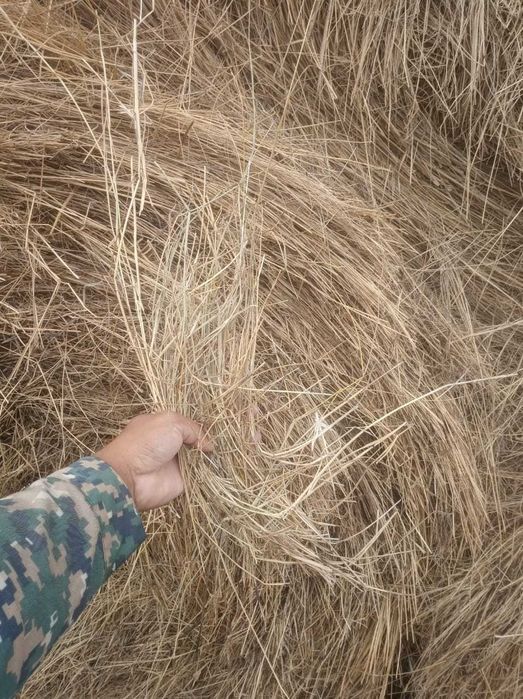 Сено 5000 тенге самовывоз.