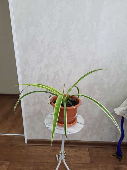 Хлорофитум вариагатный, комнотное растение.
