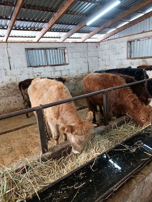 Продаются тёлки .