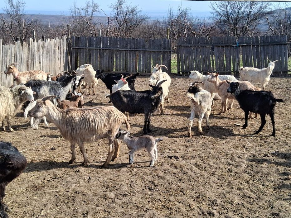 Vând capre fătate