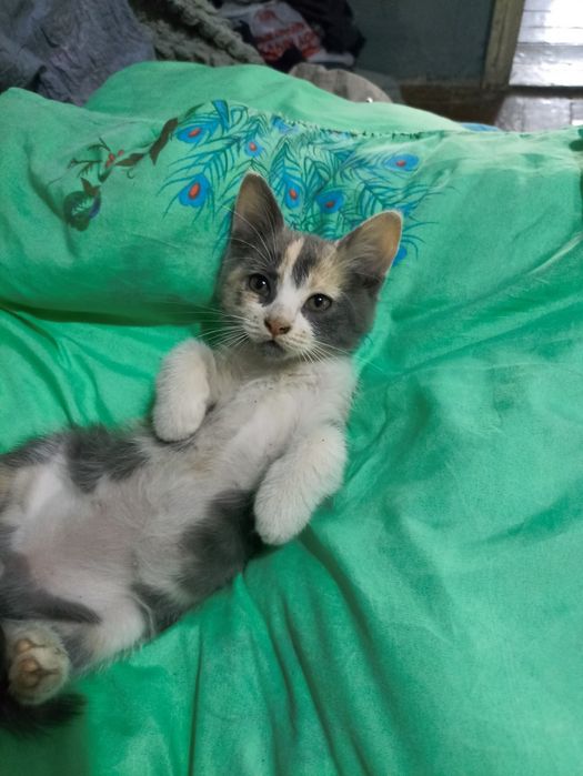 Отдам котят в добрые руки