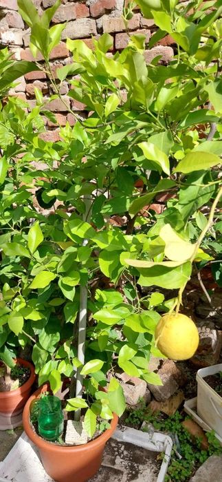 Български лимонови дръвчета