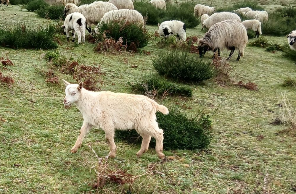 Vând o iada din primăvară și un tapuc.