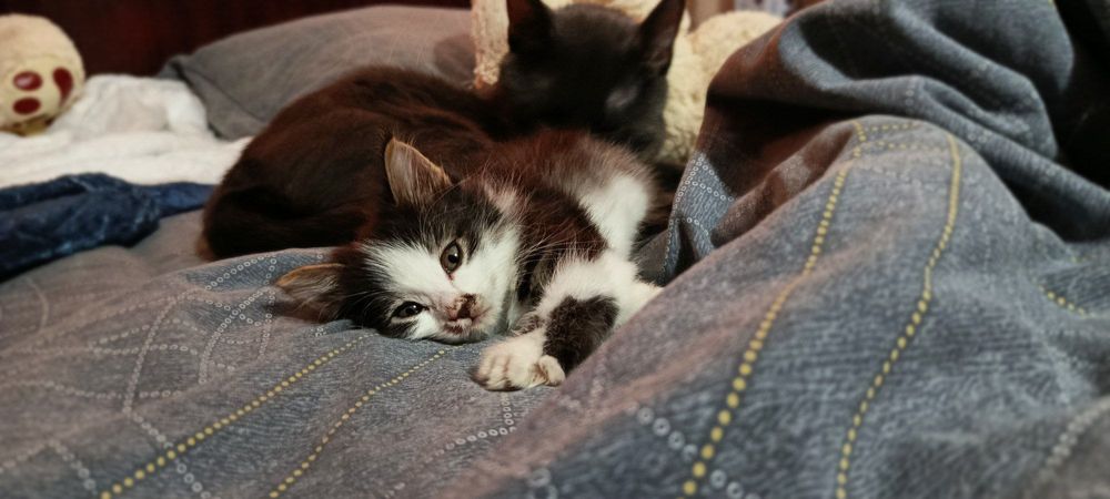 Котенок милашка, красотка