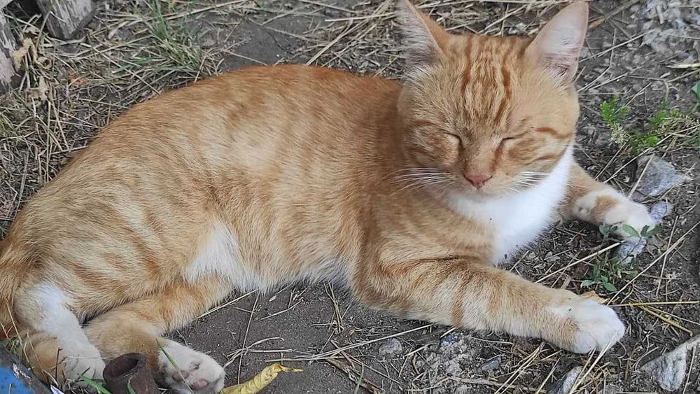 Ищем рыжему коту дом!