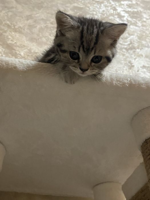 Шотландская скоттиш страйт