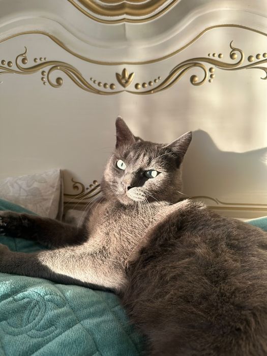 Отдам котика в очень добрые руки!