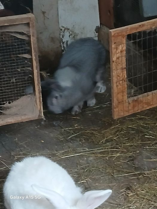 Vând iepuri uriași german