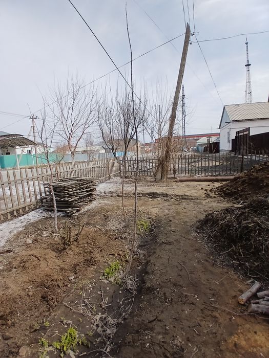 Клён ағаштары бар