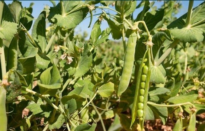 Samanta Certificata Mazare C1,Orzoaică C1,Ovaz C1,Porumb,Floarea Soare