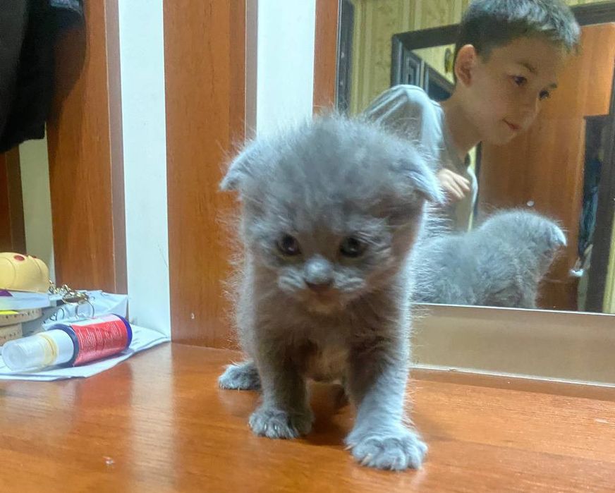 Котята 3 шт. Шотландская веслоухая кошка, котята. Правильная вязка. Об