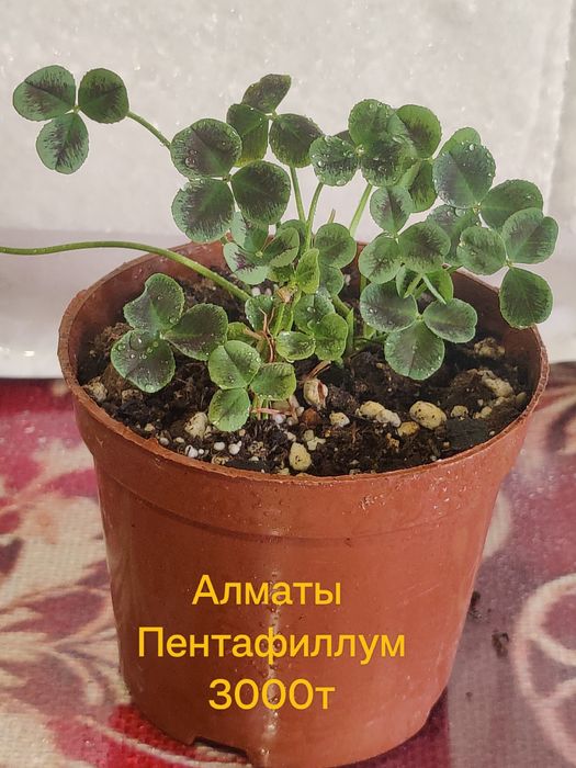 Продам Хобби для души