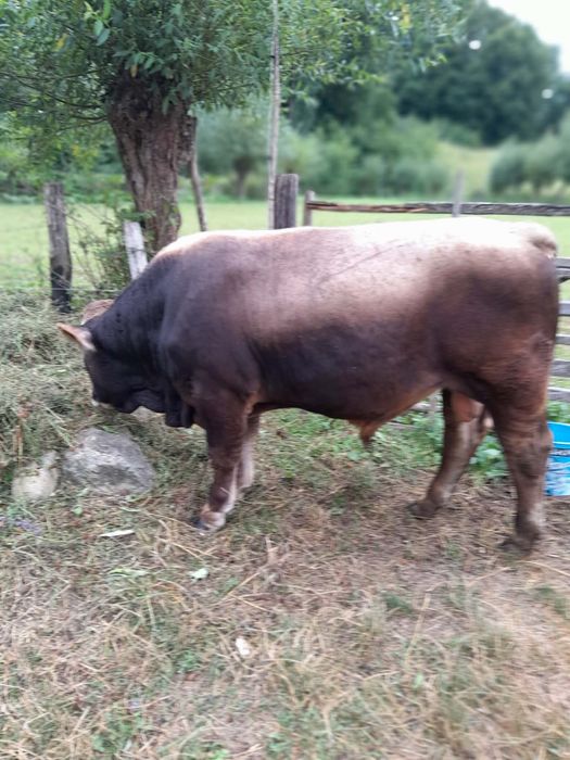 Taur de vanzare