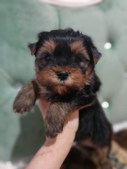 Чудесные малыши йорка